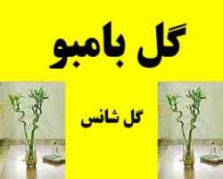 بامبو  معروف به گل شانس  - تهران