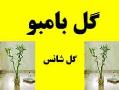 بامبو  معروف به گل شانس  - تهران