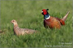 جوجه قرقاول امریکایی