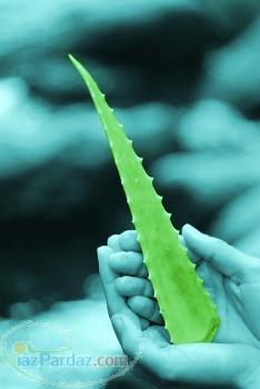 ارزانترين قيمت پاجوش گياه آلوئه ورا در ايران