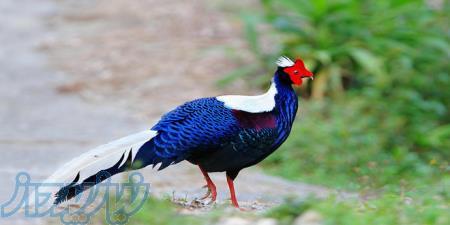 فروش انواع قرقاول لیمویی و سوینهو و بلژیکی و ریوز و طاووسی