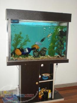 فروش فوری آکواریوم به بهترین قیمت