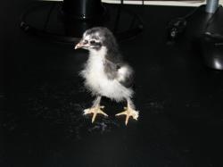 فروش جوجه مرغ فرانسوی