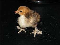 فروش جوجه مرغ چینی