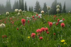 فروش فوق العاده زمین در شهر رشت