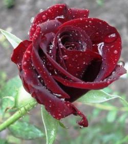 پخش موم اپیلاسیون با کیفیت عالی