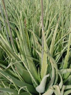 فروش گیاهچه آلوئه ورا