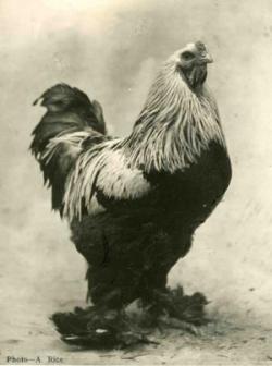 جوجه مرغ نژاد امپراطور