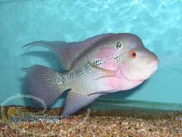 فروش ماهی زینتی فلاور