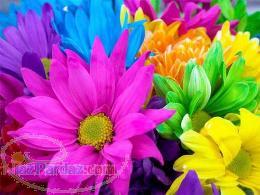 بهترین برای خانه و دکوراسیون شما