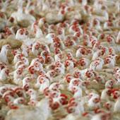 خریدار مرغداری گوشتی در آذربایجانشرقی