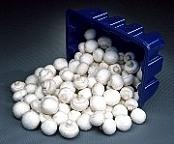 پکیج آموزش پرورش قارچ دکمه ای و صدفی