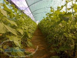 گلخانه های فلزی دست دوم قابل فروش با شرایط اقساطی