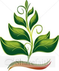 خریدار گیاهان دارویی