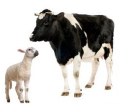 مکمل دام مواد معدنی دام وطیور کنسانتره