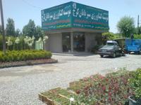 تولید و فروش انواع نهال  گل و گیاه