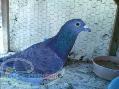 کبوتر 2