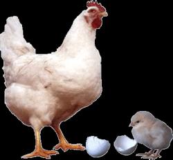 مکمل دام و طیور موادمعدنی کربنات کلسیم