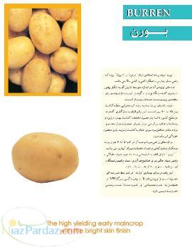 فروش سيب زميني بذري وخوراكي