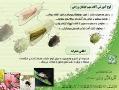 لوح آموزشی اطلس حشرات