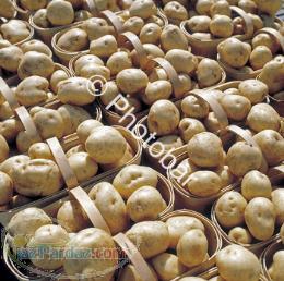 فروش سيب زميني