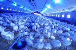 لامپ های کم مصرف مخصوص مرغداری ها