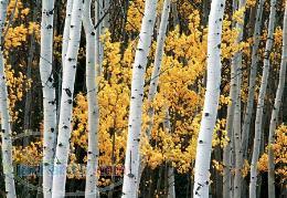 معاوضه باتهران