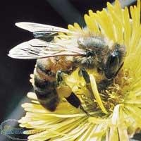روش تشخیص عسل طبیعی و خالص از عسل تقلبی و مصنوعی