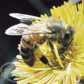 روش تشخیص عسل طبیعی و خالص از عسل تقلبی و مصنوعی