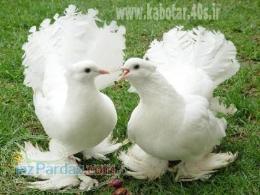 بیمه معلم نمایندگی محمدی کد952