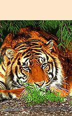 تبديل عکس پدر مادر همسر فرزندان شما به تابلوفرش