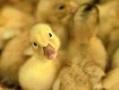 تولید و فروش جوجه اردک بومی
