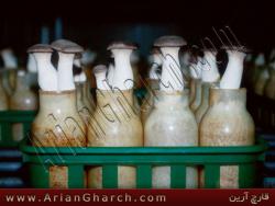 سموم آفت قارچ سموم تولید قارچ و دفع آفات