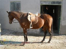 فروش يك راس اسب سيلمي تروبرد خالص