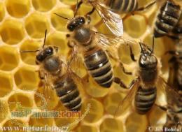 فروش ژله رویال وگرده