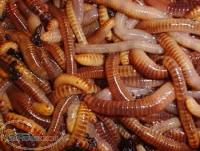 دوره آموزش تخصصی تهیه کود ورمی کمپوست