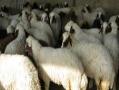 فروش گوسفند پرواری با بهترین کیفیت  - تهران