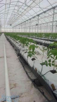 مشاوره ساخت احداث گلخانه های مکانیزه هیدروپونیک