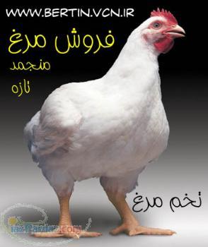 فروش مرغ منجمد و تازه