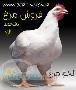 فروش مرغ منجمد و تازه