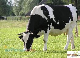 خرید وفروش گوساله وگاوهای شیرده وتلیسه