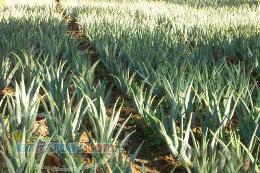 خريد و فروش پاجوش و برگ گياه آلوئه ورا به مناسبت