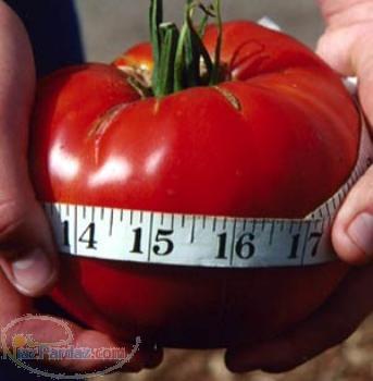 فروش ویتامین های مورد نیاز گیاه