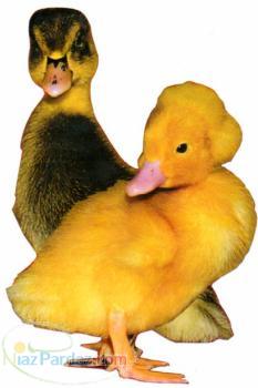 پخش جوجه اردک یک روزه گوشتی نژاد پکین