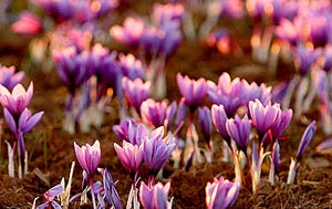 فروش پیاز زعفران