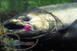 فروش بچه ماهی قزل الا