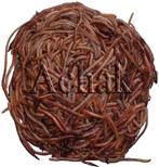 کرم زباله خوار eisenia foetida