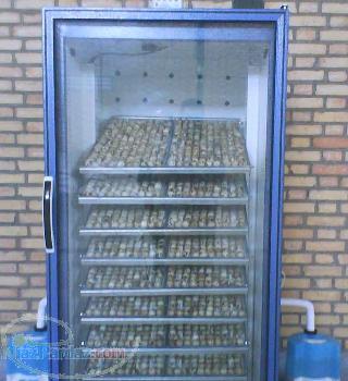 فروش دستگاه تمام اتوماتیک جوجه کشی بلدرچین