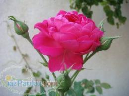 فروش قلمه گل محمدی و پاجوش گل محمدی , کشت بافت گل محمدی