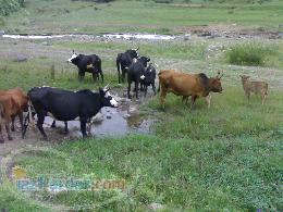 انواع خوراک دام و طیور سبوس دامی مکمل و کنسانتره